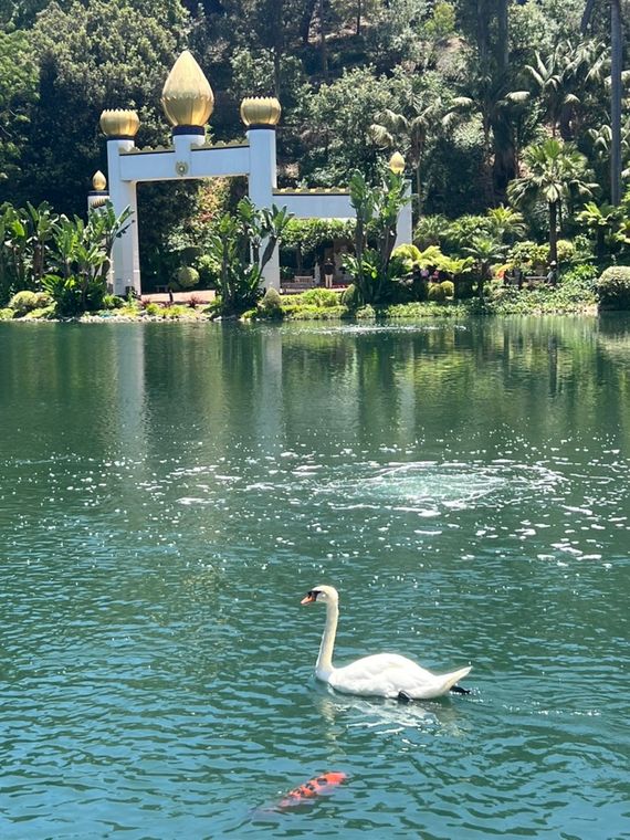 A swan on the lake at Lake Shrine, with a white archway topped by golden lotus domes