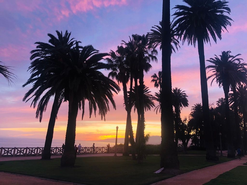 Palm trees silhouetted against a pink sunset above the ocean in Santa Monica